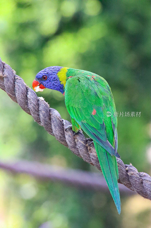 温顺的彩虹鹦鹉(Trichoglossus moluccanus)嘴中的食物，鹦鹉在阳光下栖息在绳子上的特写图像，重点在前景